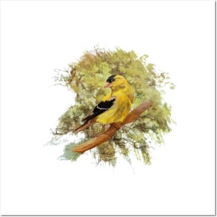 Green Shades Goldfinch Posters and Art